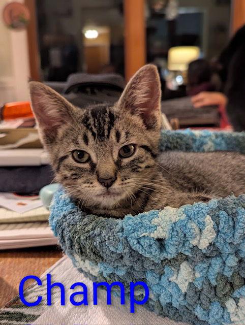Enlarge Champ, a Adopted Domestic Short Hair in Rochester, NY image 2/3