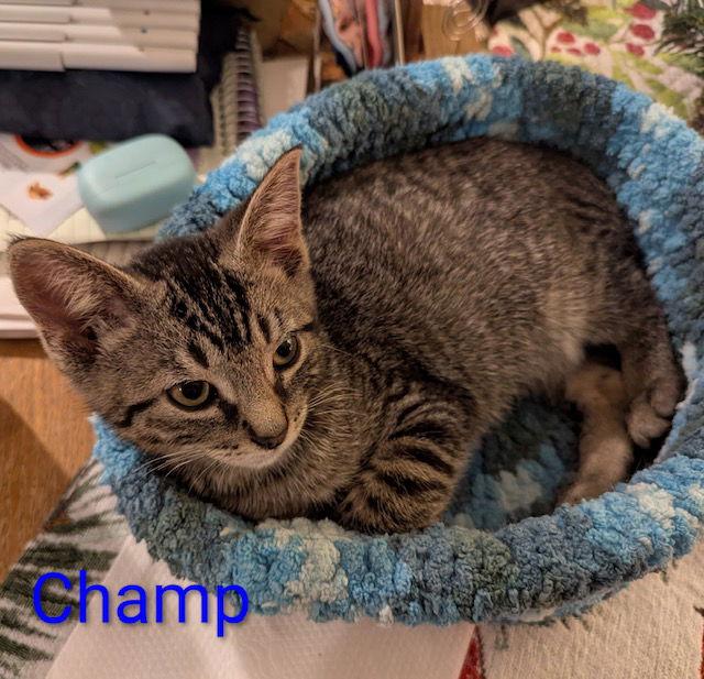 Enlarge Champ, a Adopted Domestic Short Hair in Rochester, NY image 3/3