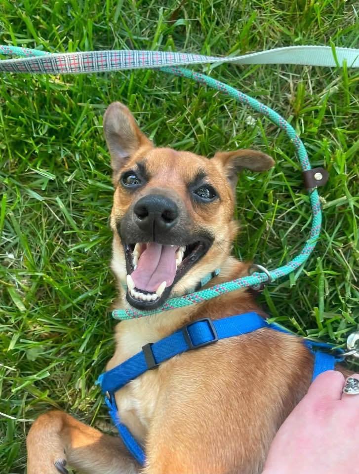 Stilts, ADOPTABLE, Young Male Mixed Breed.