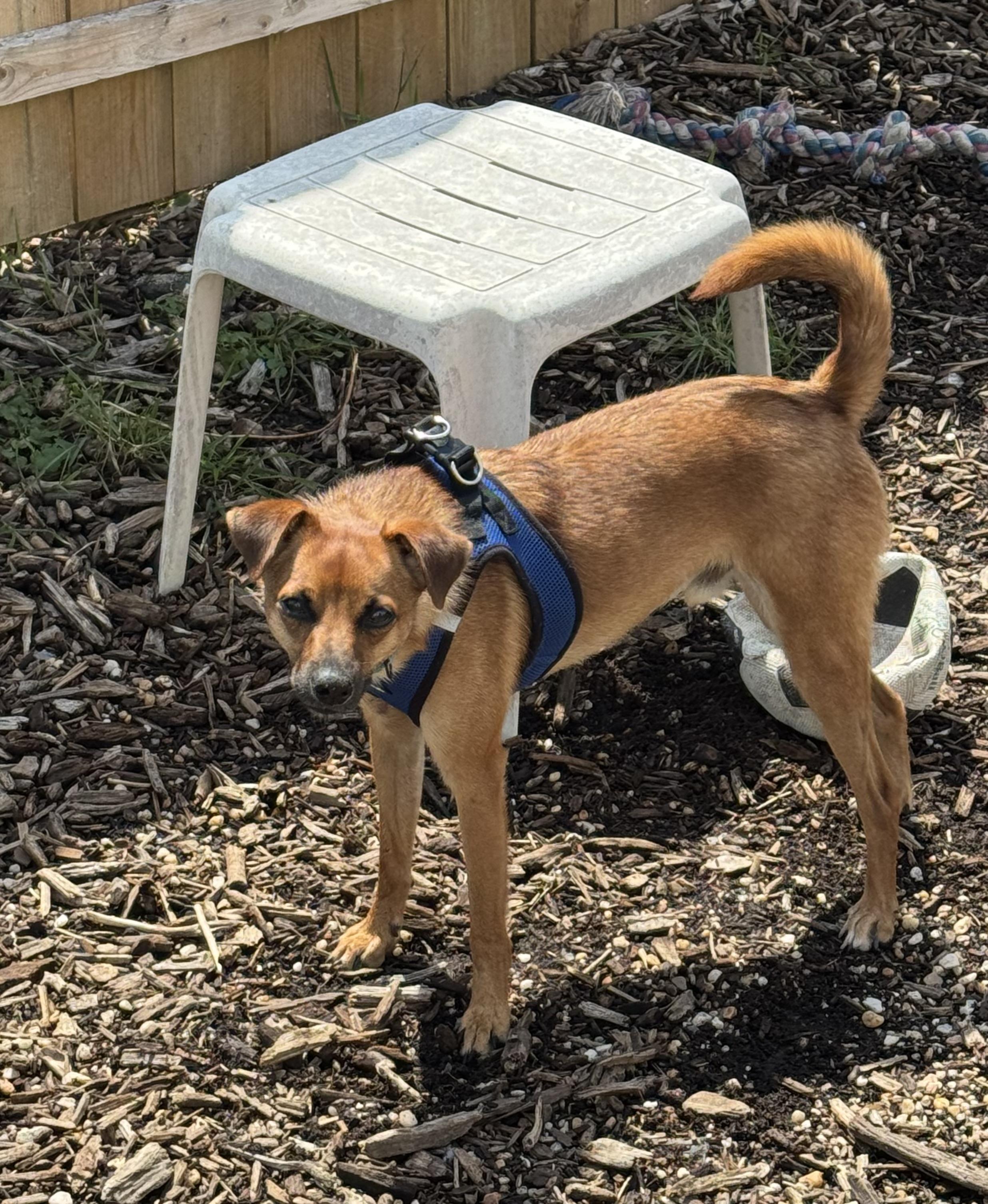 Enlarge Stilts, a ADOPTABLE Mixed Breed in Ellicott City, MD image 4/5