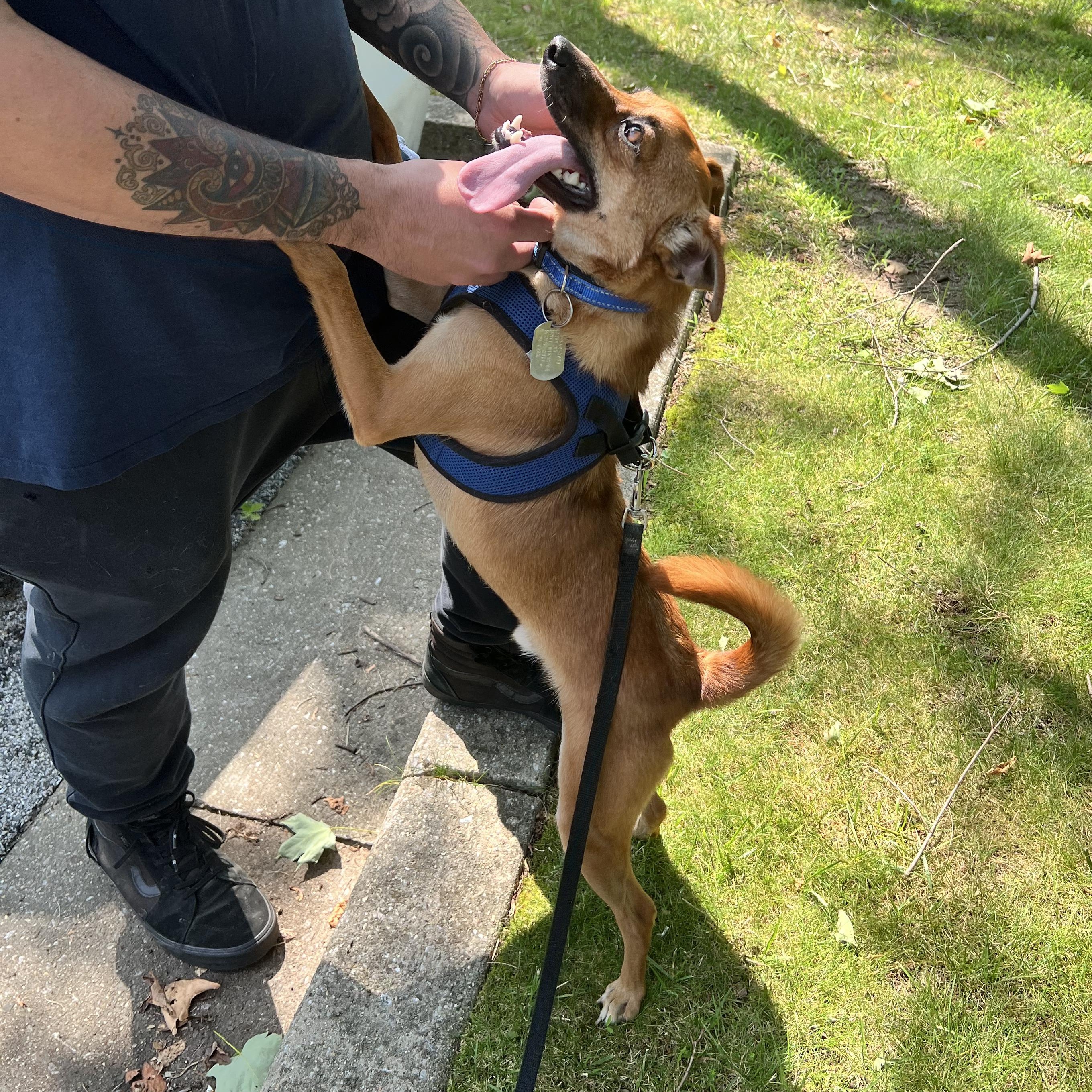 Enlarge Stilts, a ADOPTABLE Mixed Breed in Ellicott City, MD image 5/5