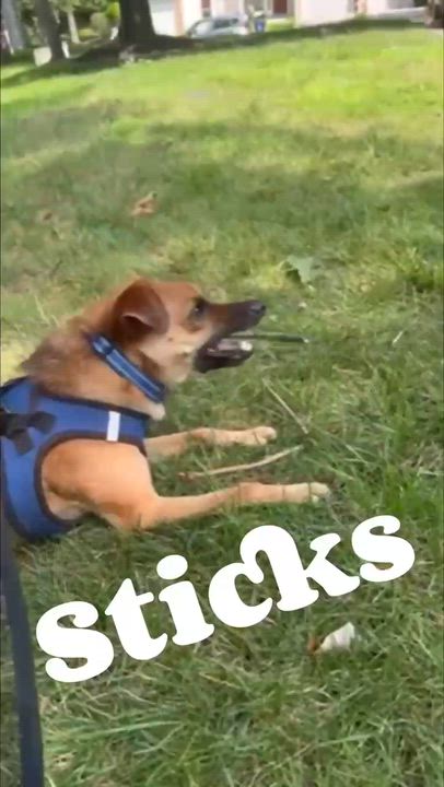 Enlarge Stilts, a ADOPTABLE Mixed Breed in Ellicott City, MD video 3/5