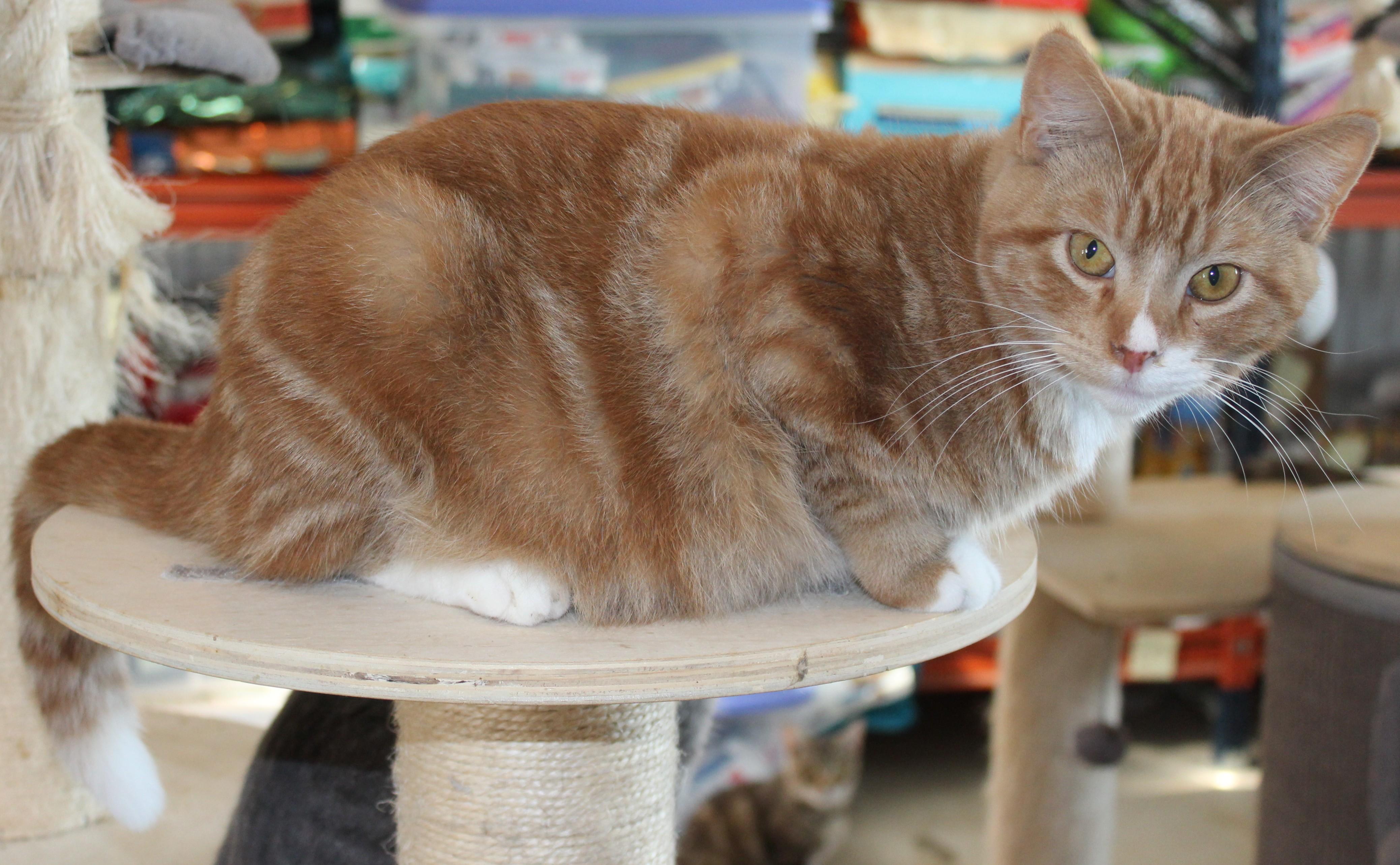 Weston, a Adoptable mixed breed in Huron, SD image 3/5