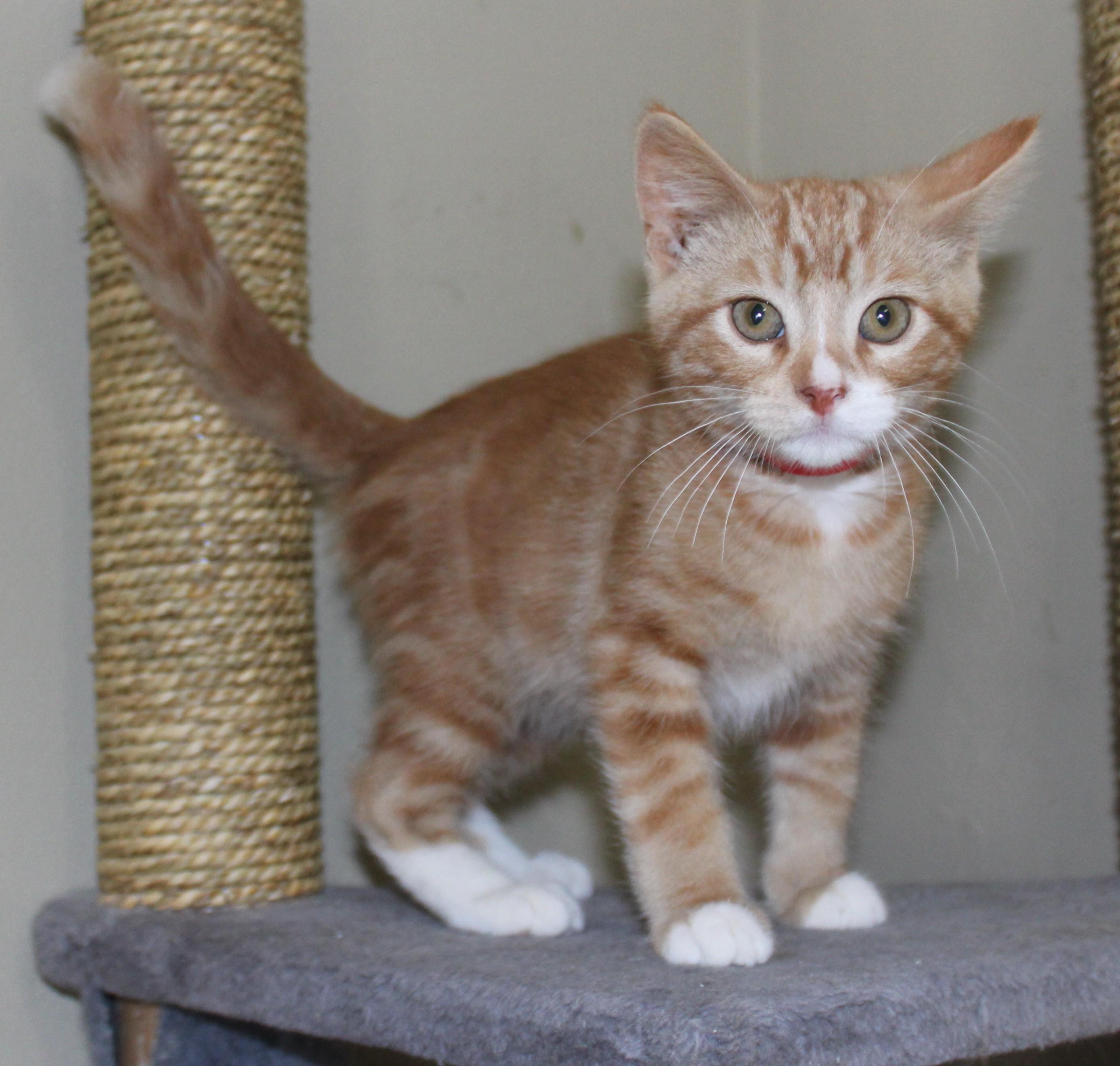 Weston, an adoptable Domestic Short Hair in Huron, SD, 57350 | Photo Image 3