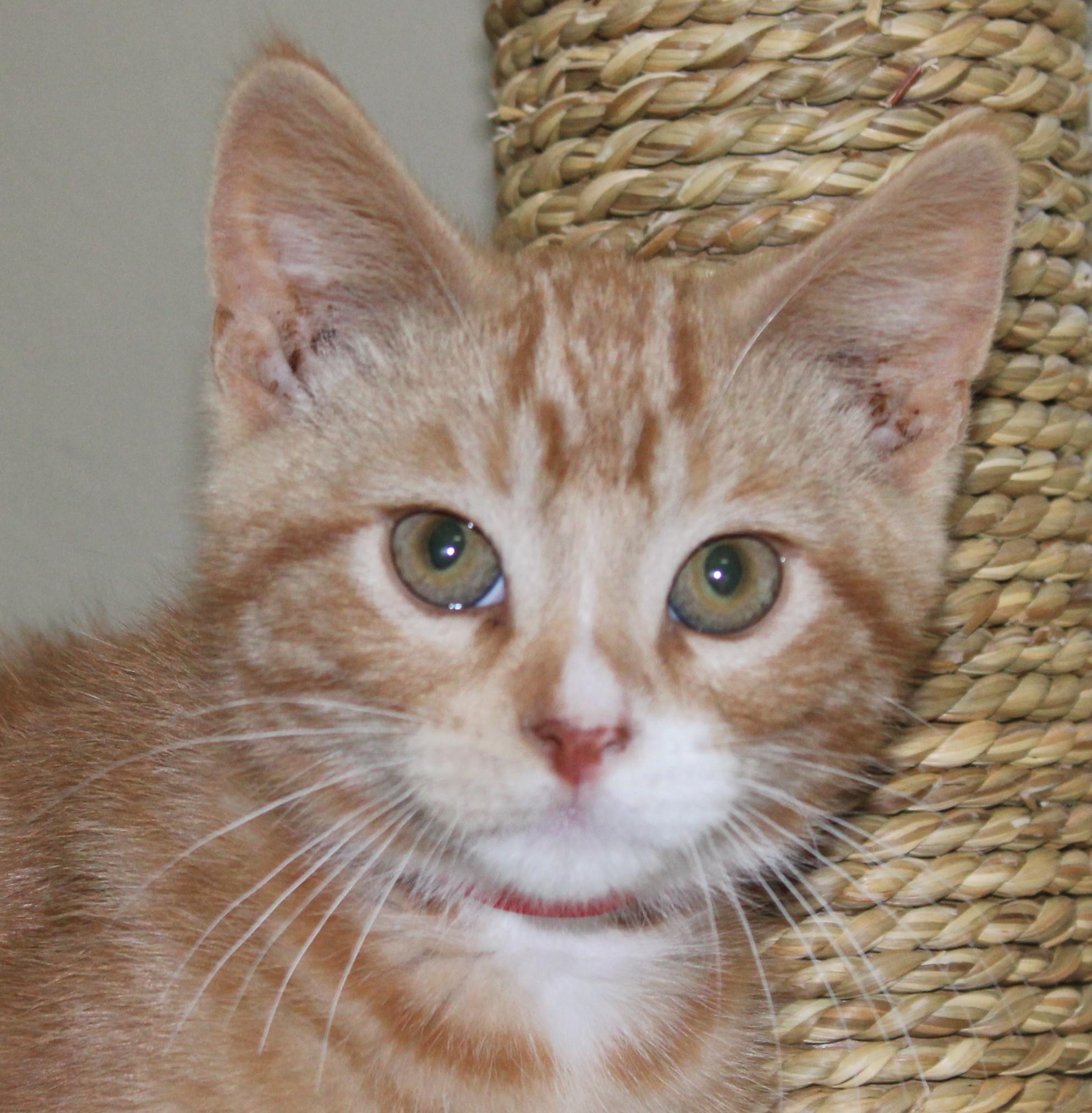 Weston, an adoptable Domestic Short Hair in Huron, SD, 57350 | Photo Image 2