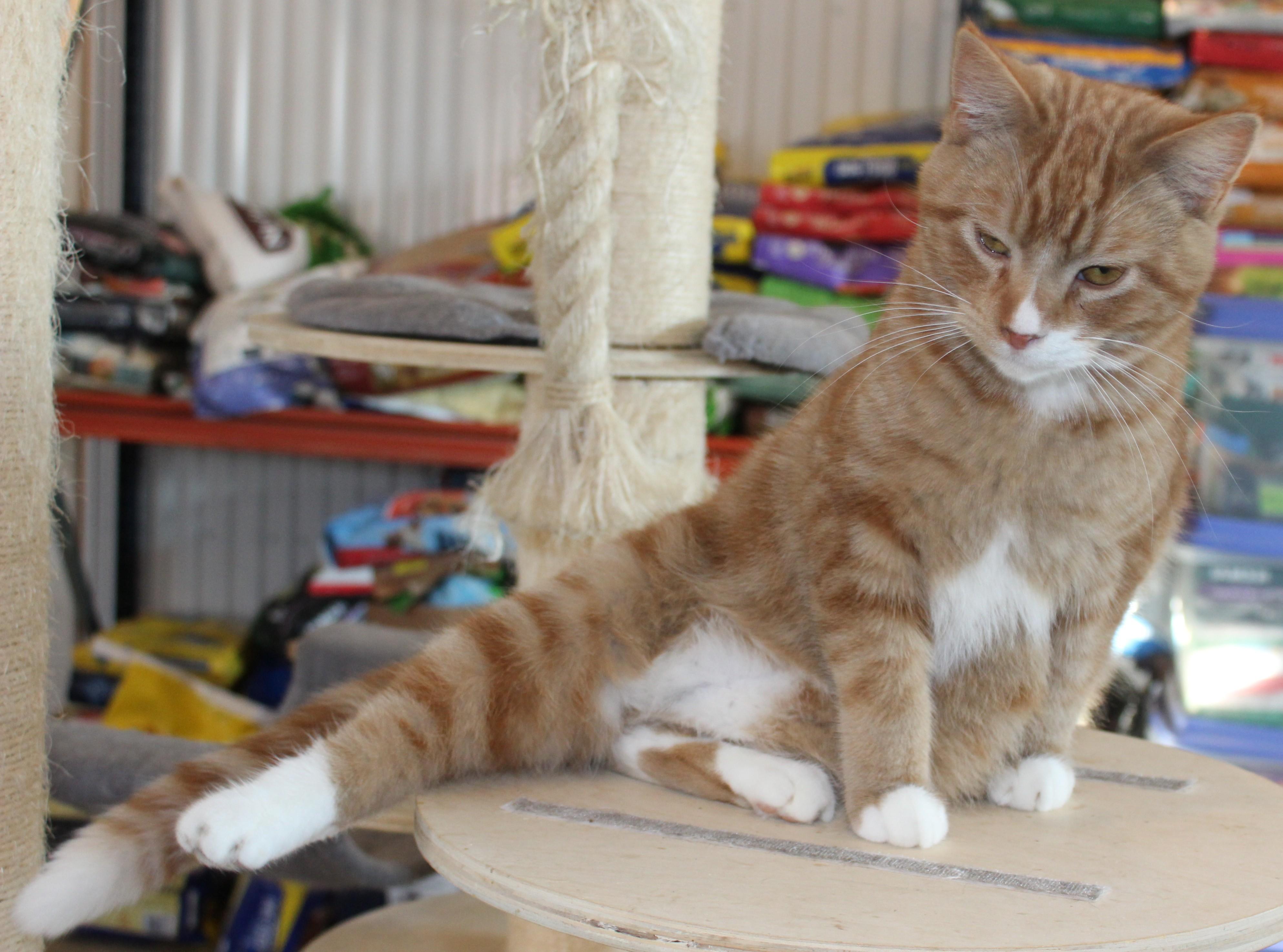 Weston, a Adoptable mixed breed in Huron, SD image 4/5