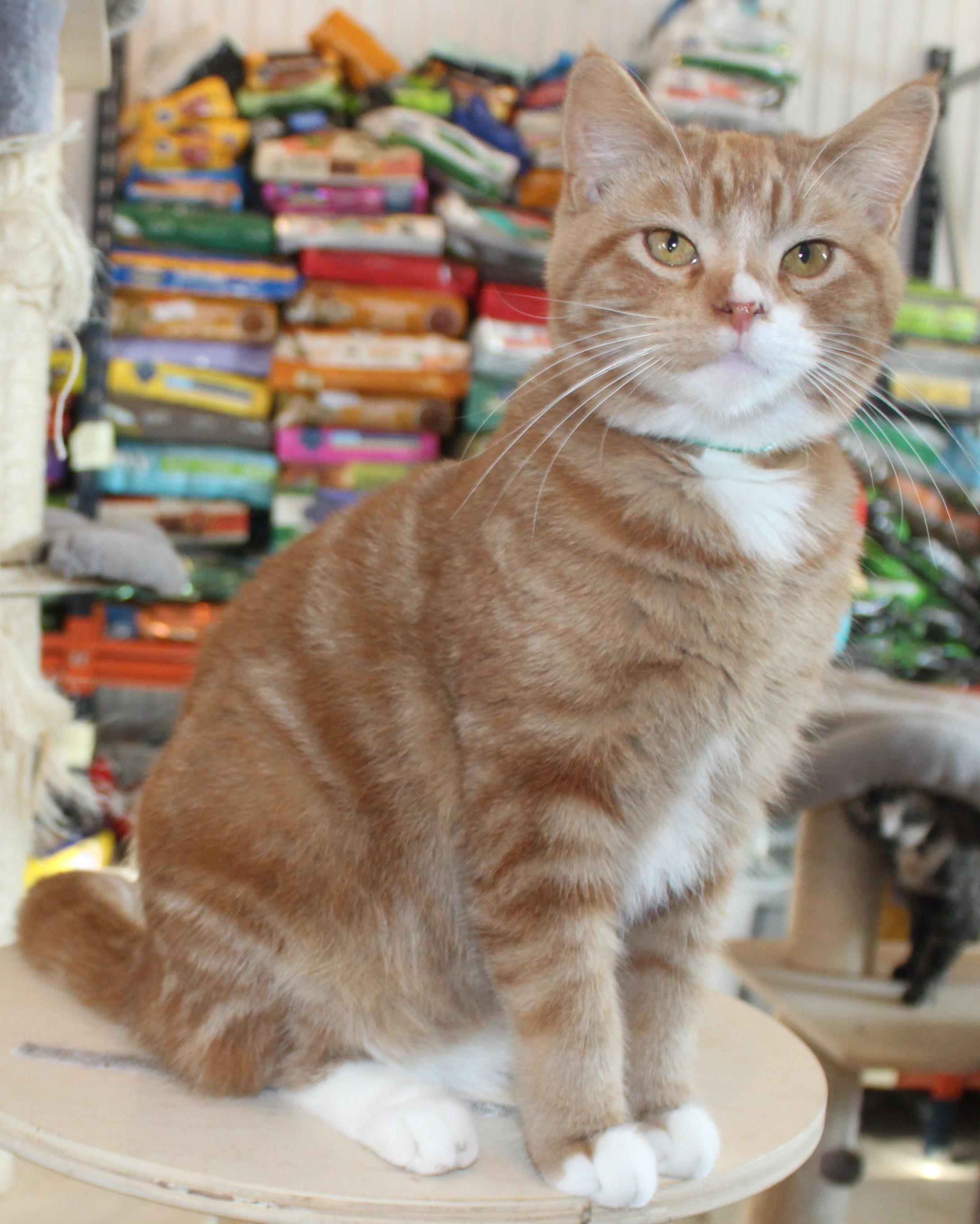 Weston, Adoptable, Young Male Domestic Short Hair.