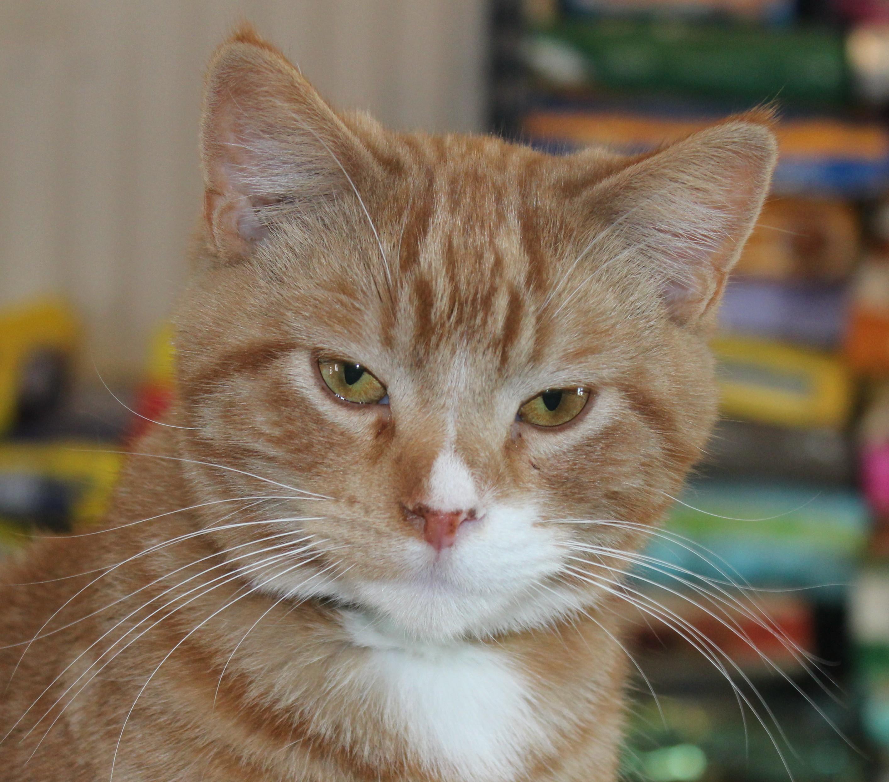 Weston, a Adoptable mixed breed in Huron, SD image 2/5