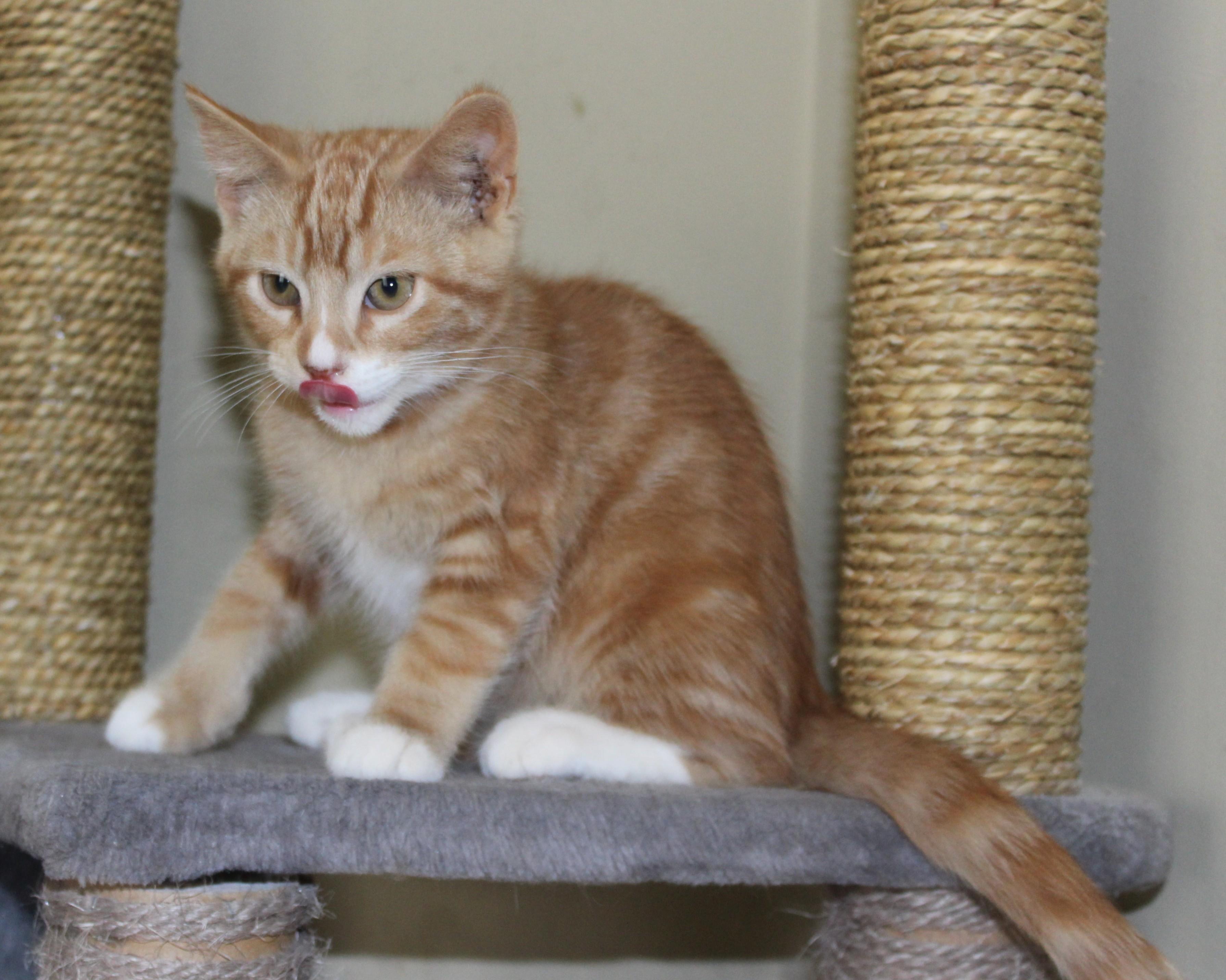 Weston, an adoptable Domestic Short Hair in Huron, SD, 57350 | Photo Image 4