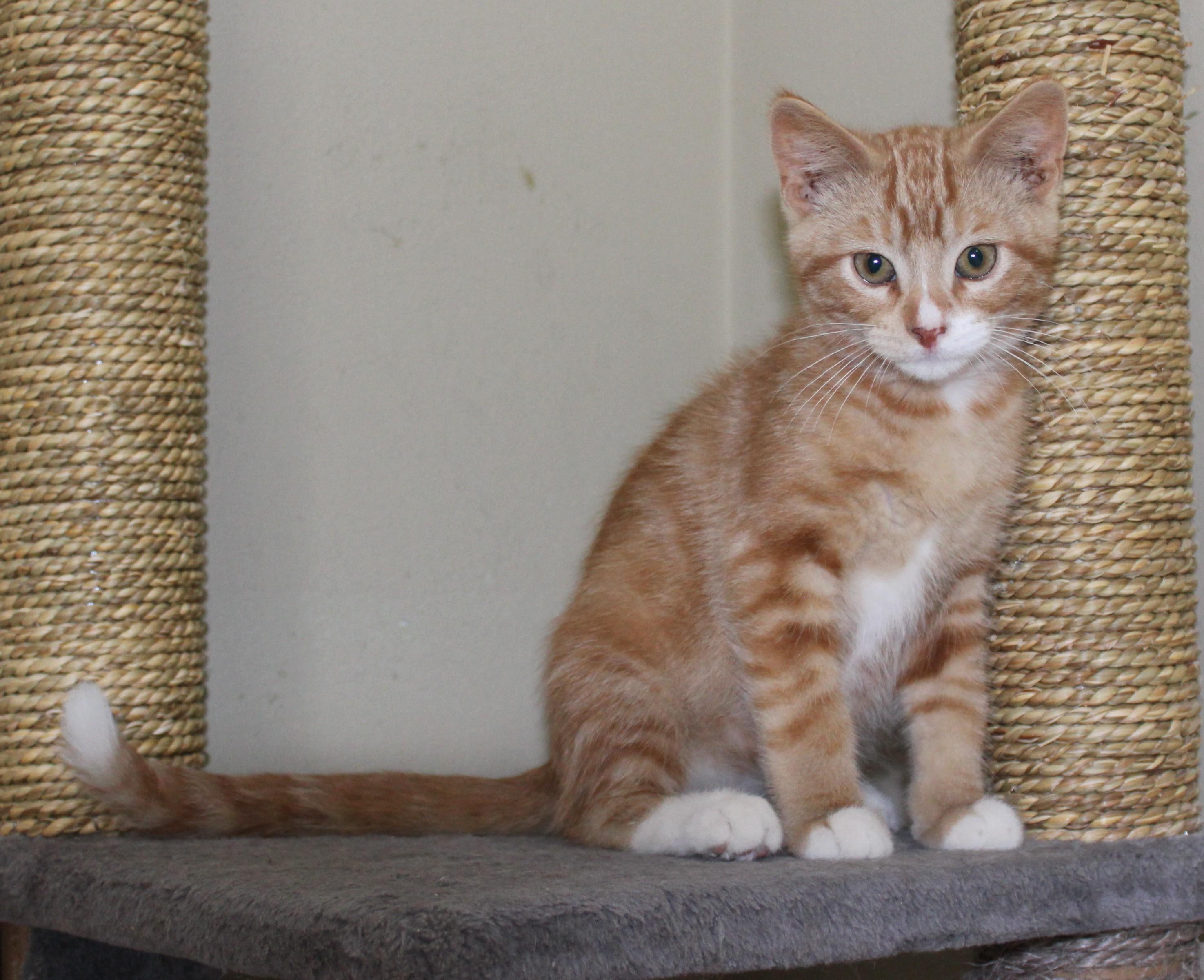 Weston, a Adoptable mixed breed in Huron, SD image 5/5