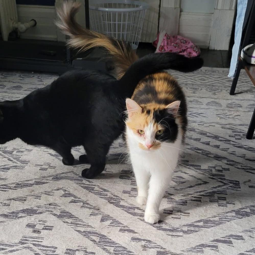 Enlarge Peanut Butter, a Adoptable Domestic Long Hair in Monroe, MI image 1/5