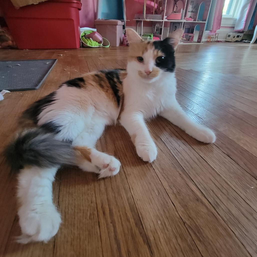 Enlarge Peanut Butter, a Adoptable Domestic Long Hair in Monroe, MI image 2/6
