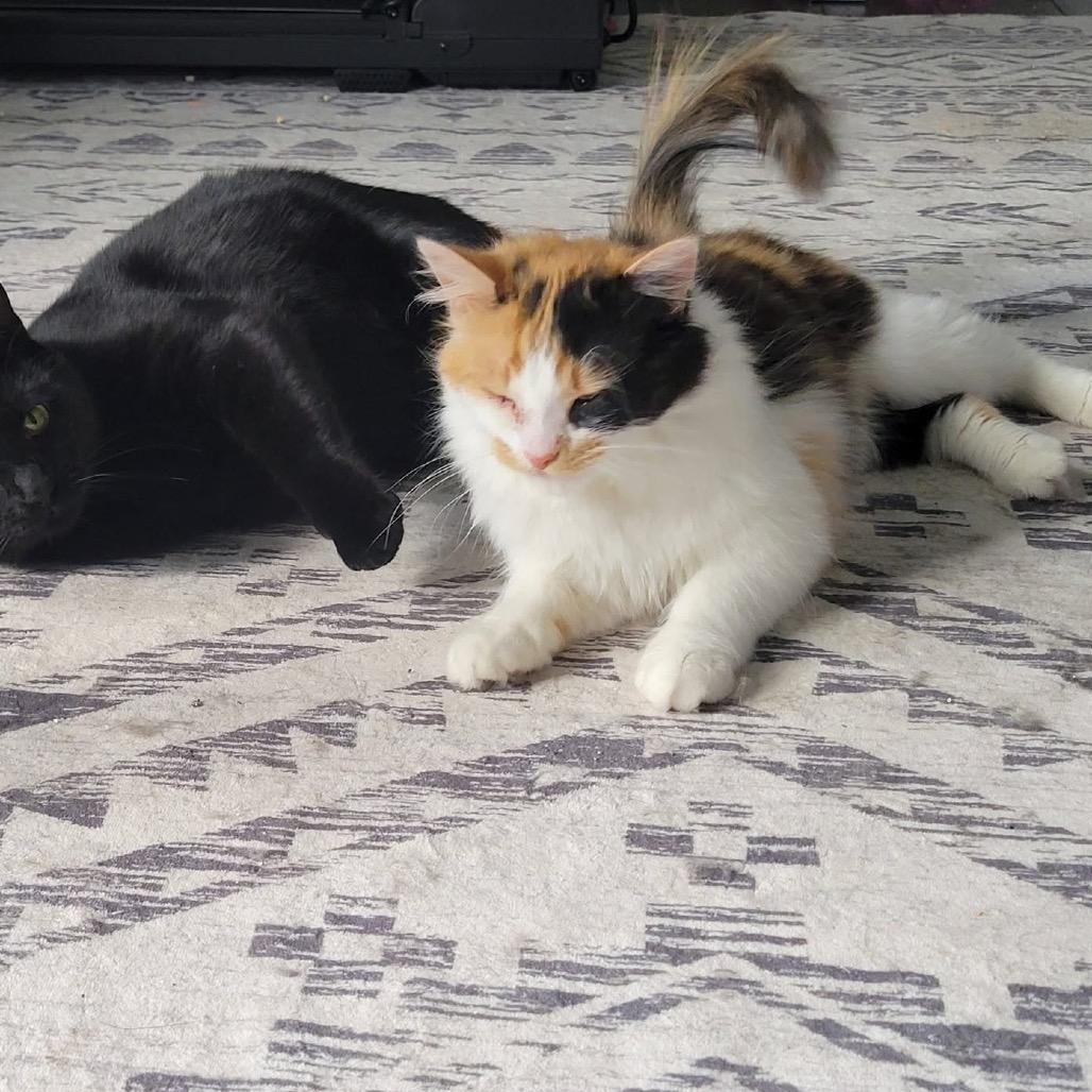 Enlarge Peanut Butter, a Adoptable Domestic Long Hair in Monroe, MI image 2/5