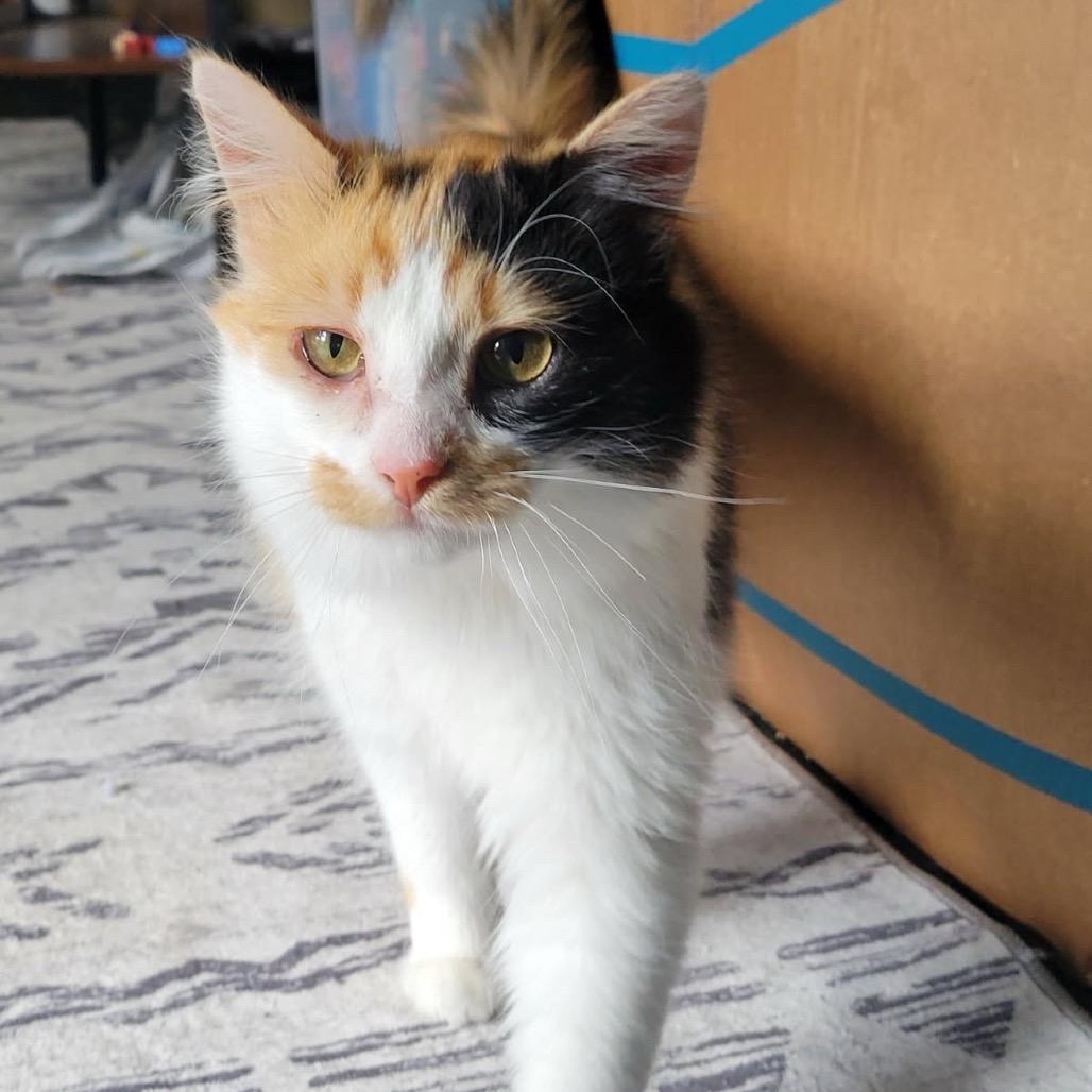 Enlarge Peanut Butter, a Adoptable Domestic Long Hair in Monroe, MI image 3/5