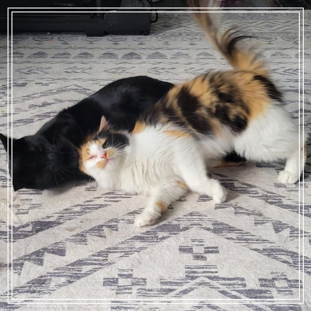 Enlarge Peanut Butter, a Adoptable Domestic Long Hair in Monroe, MI image 4/5