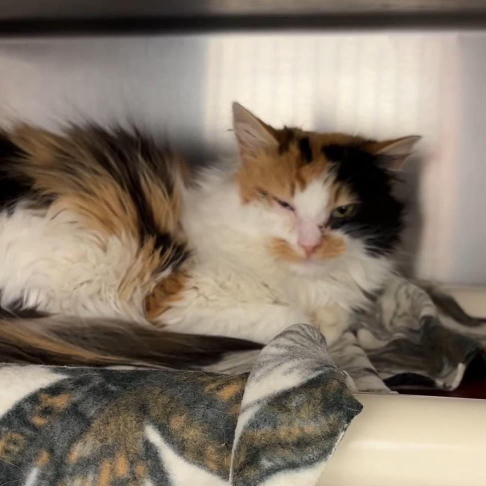 Enlarge Peanut Butter, a Adoptable Domestic Long Hair in Monroe, MI image 1/1