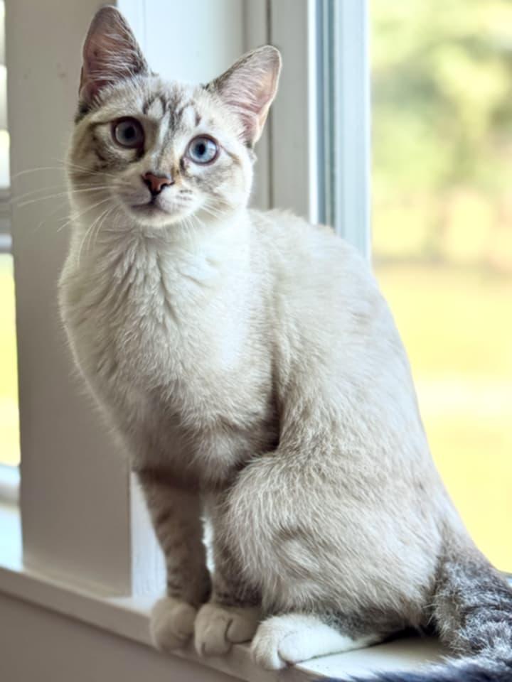 Buttercup, Adopted, Kitten Female Siamese.