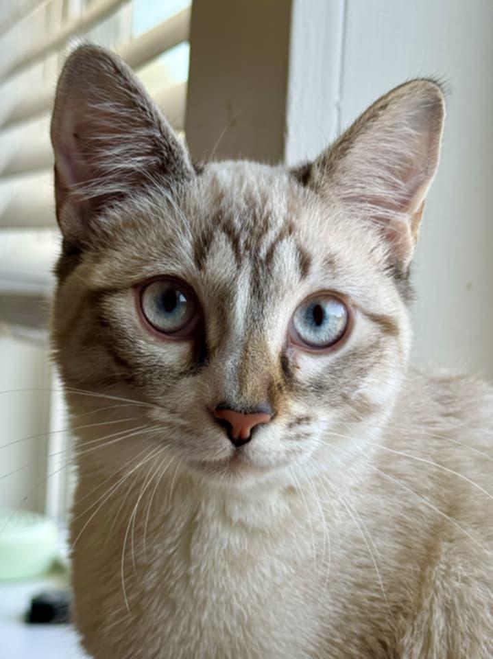Enlarge Buttercup, a Adopted mixed breed in McDonough, GA image 2/2