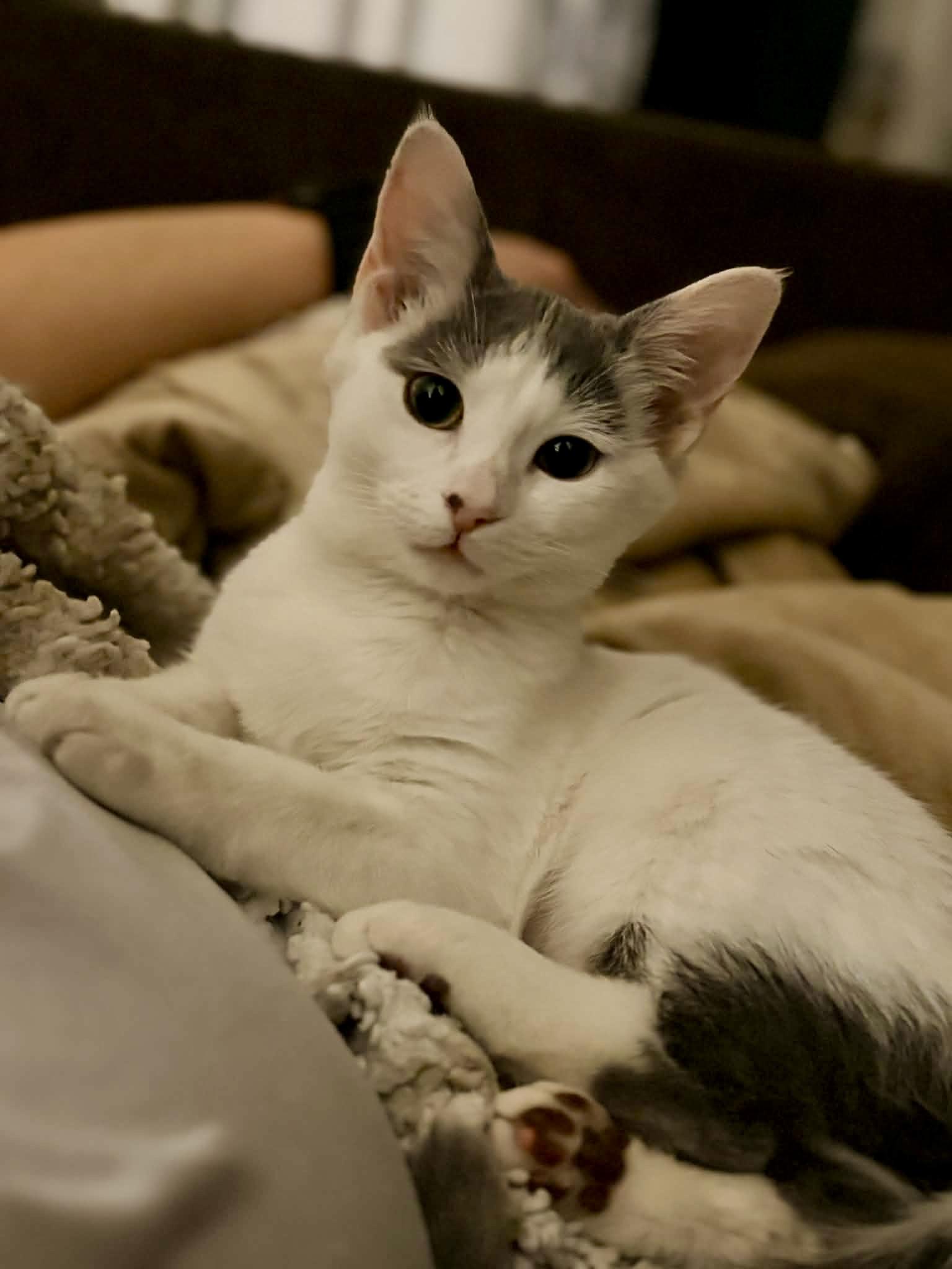 Buttercup, Adoptable, Kitten Female Domestic Short Hair.