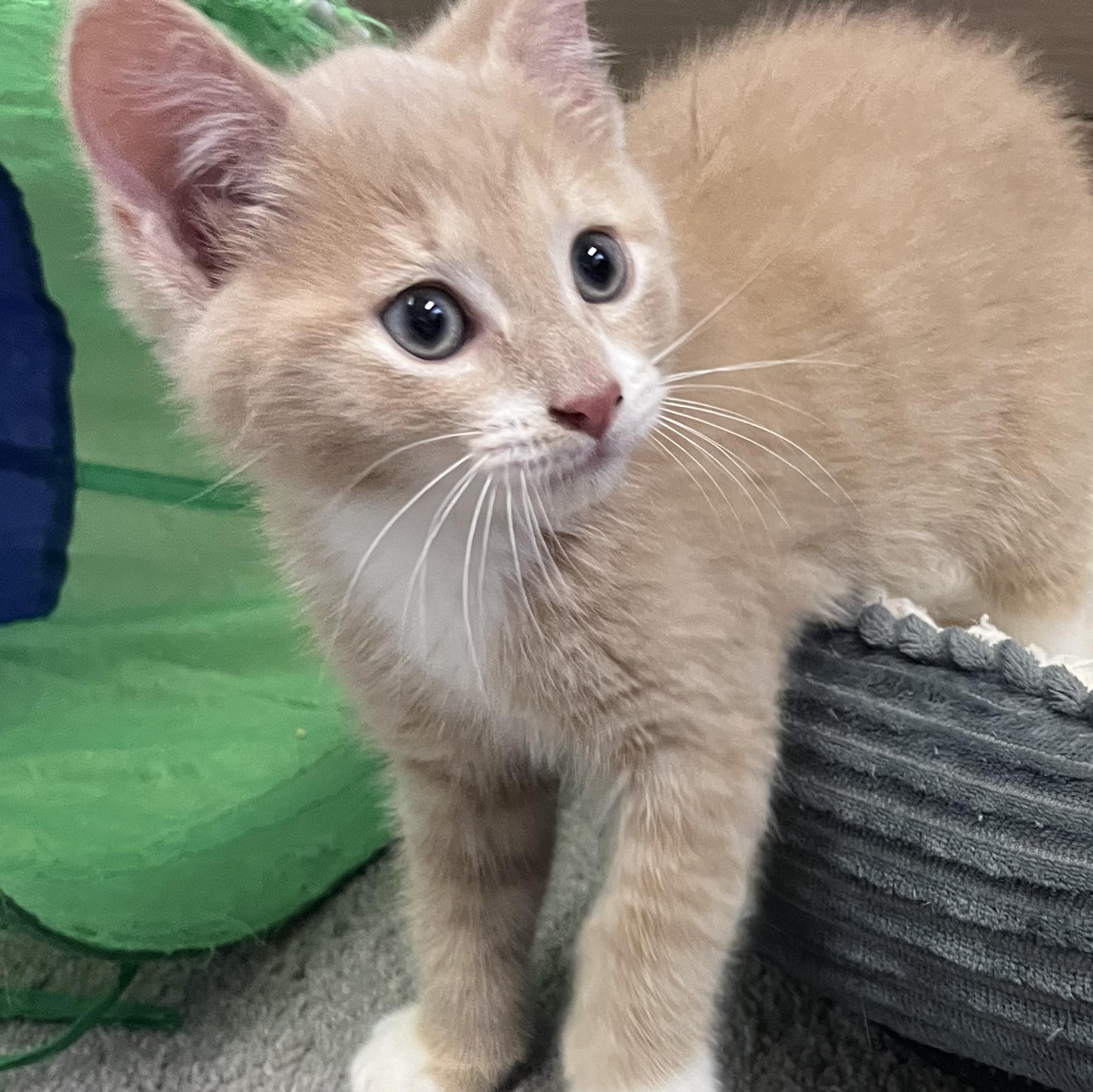 Hazy, an adoptable mixed breed in Hyattsville, MD image 4/6