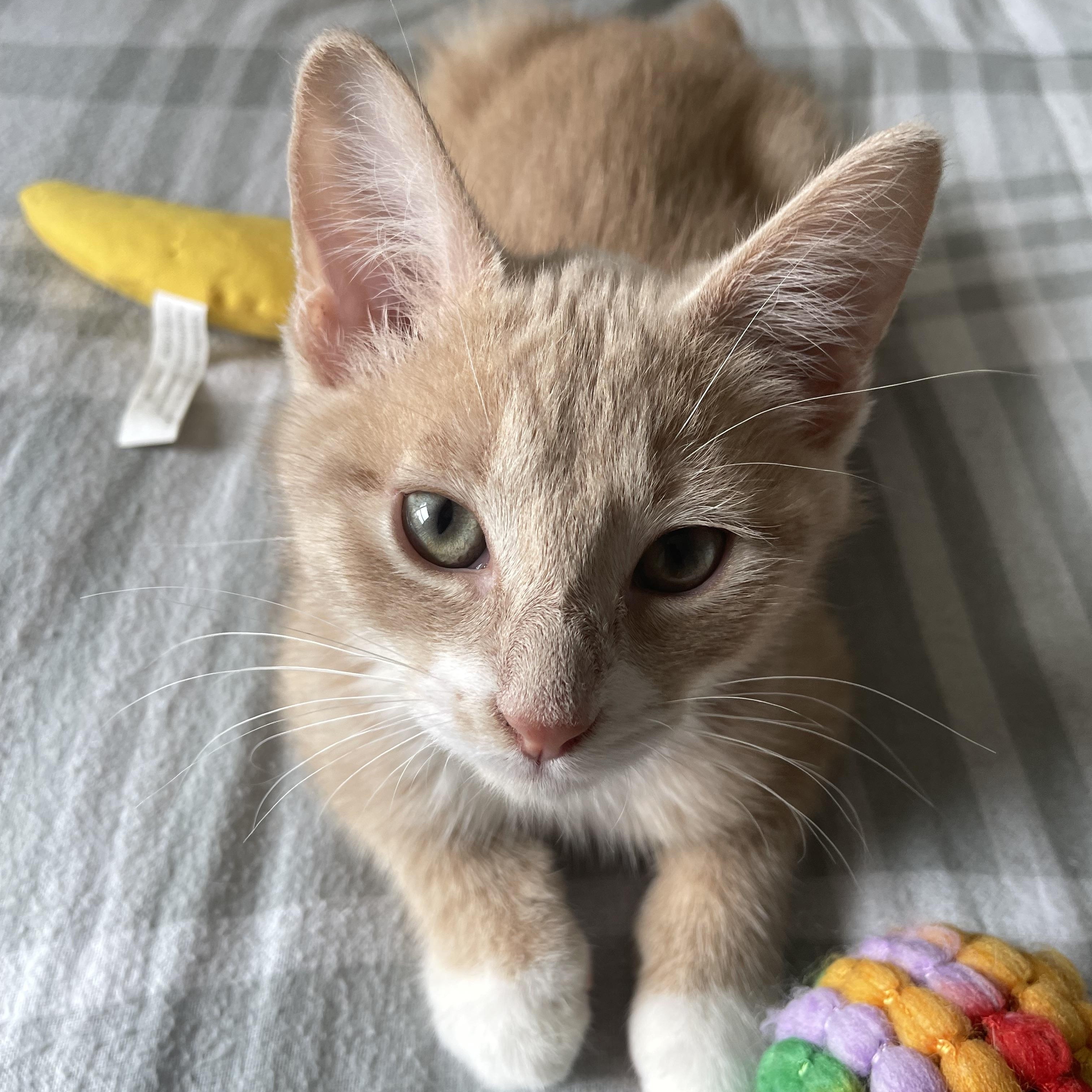 Hazy, adoptable, Kitten Male Tabby & Domestic Short Hair.
