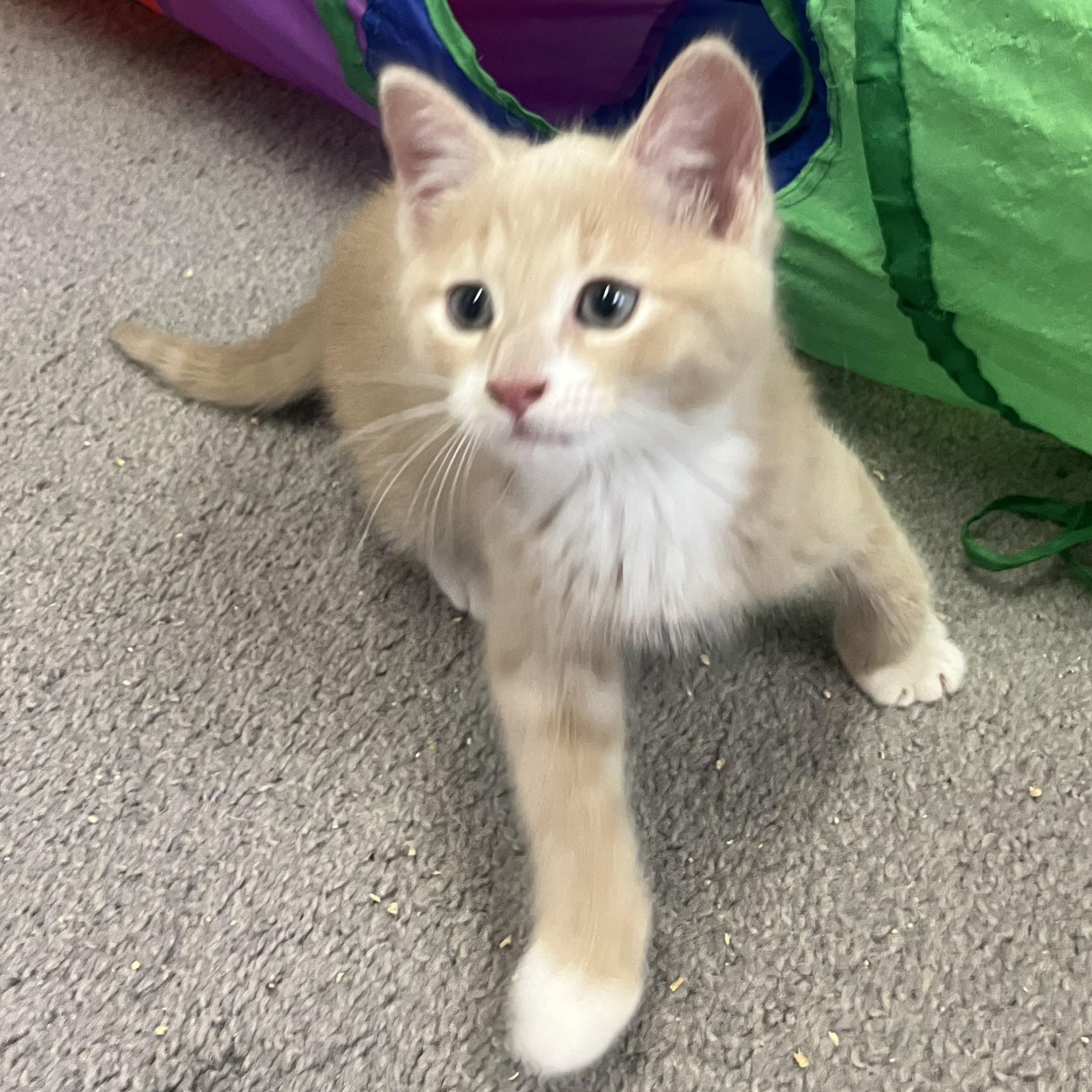 Hazy, an adoptable mixed breed in Hyattsville, MD image 6/6