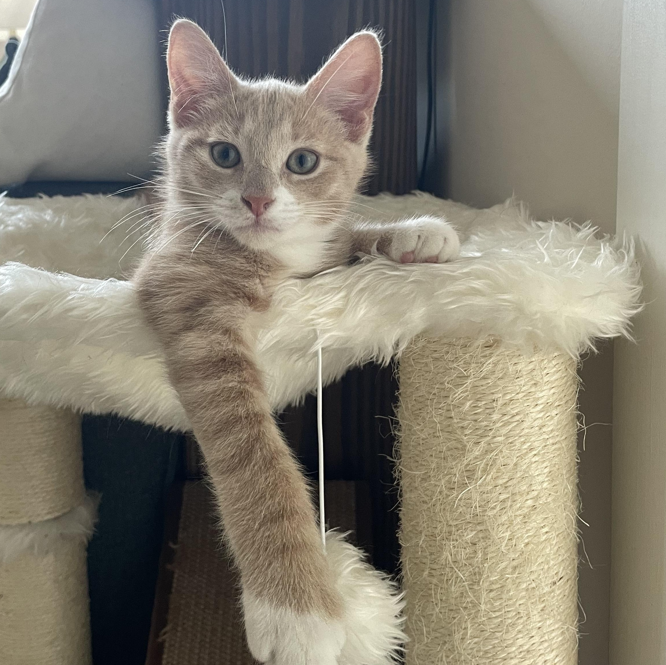 Hazy, an adoptable mixed breed in Hyattsville, MD image 3/6