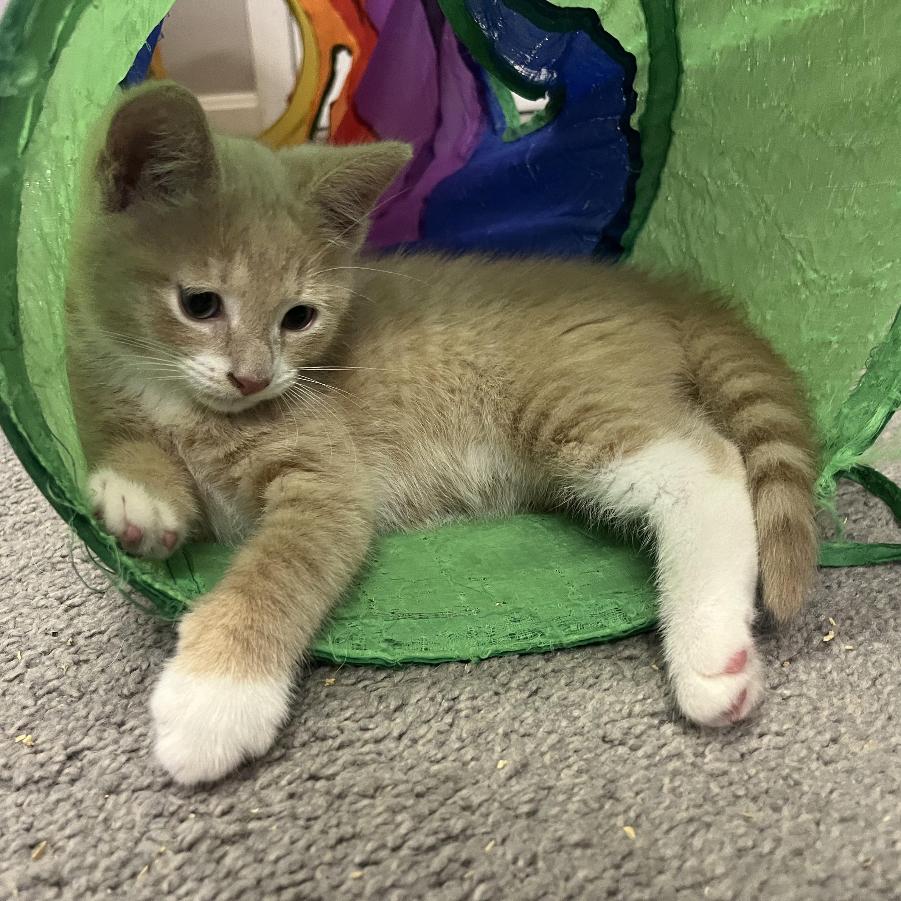 Hazy, an adoptable mixed breed in Hyattsville, MD image 5/6