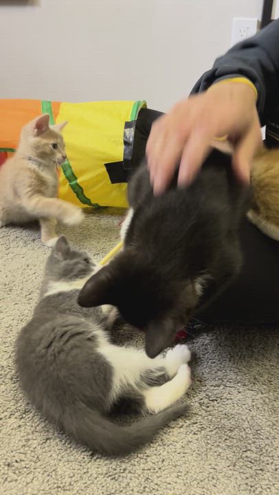 Enlarge Hazy, an adoptable mixed breed in Hyattsville, MD video 2/6