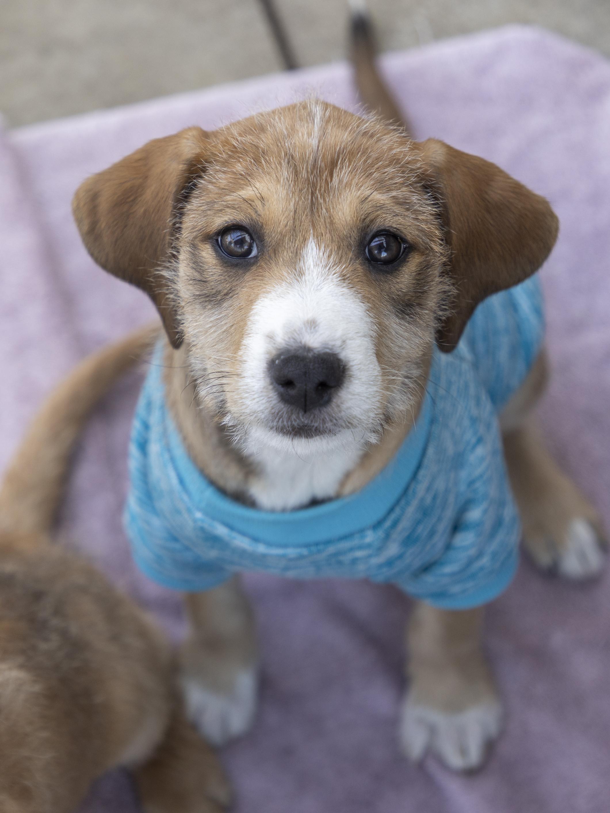 Sawyer, ADOPTABLE, Puppy Female Terrier & Mixed Breed.