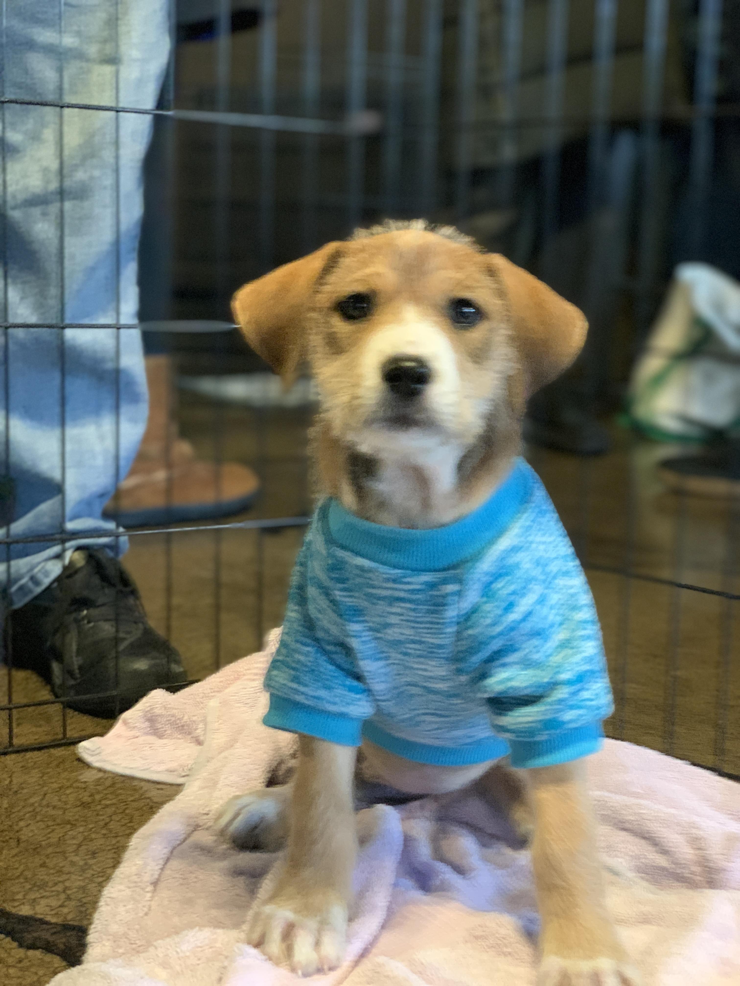 Enlarge Sawyer, a ADOPTABLE mixed breed in Minneapolis, MN image 4/6