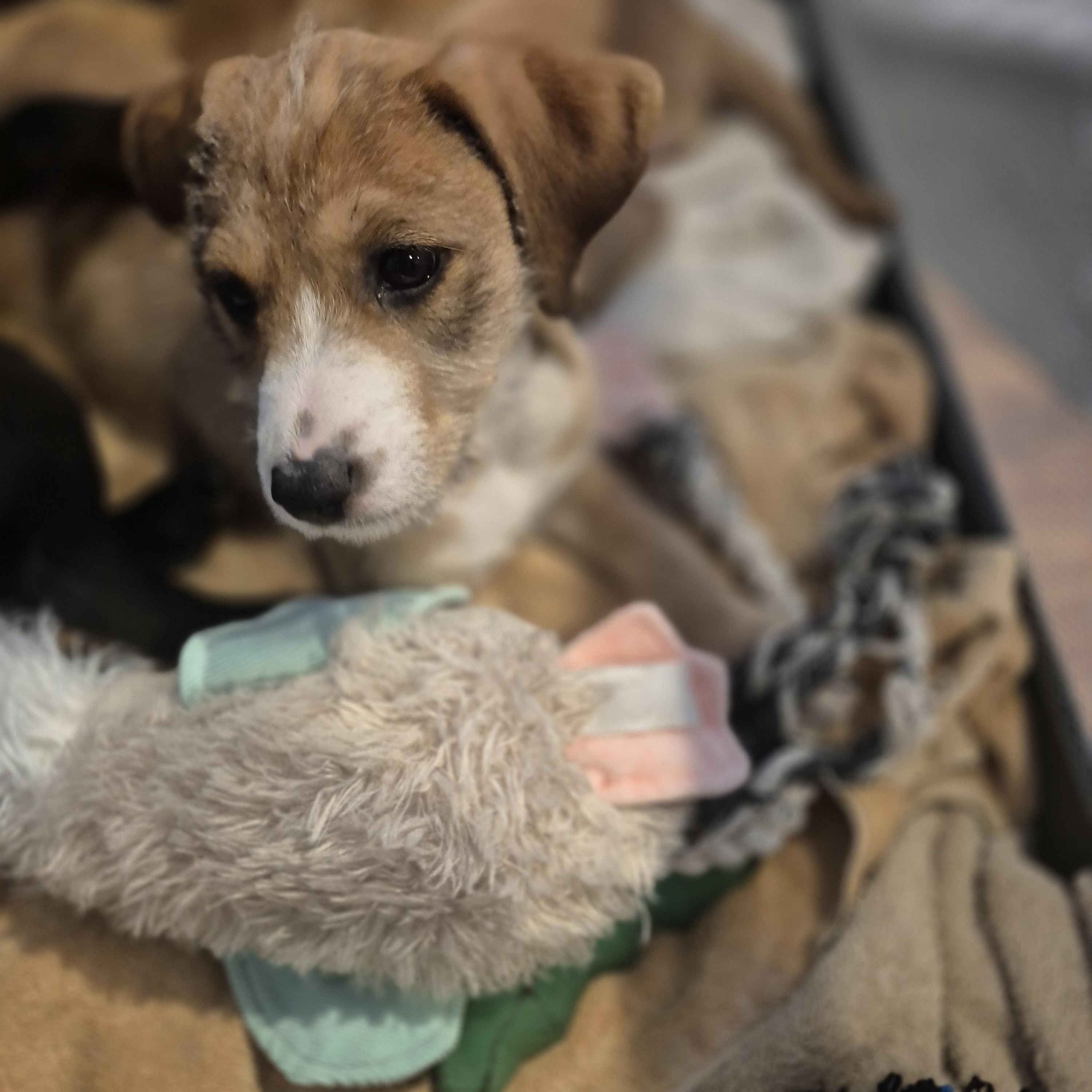 Enlarge Sawyer, a ADOPTABLE mixed breed in Minneapolis, MN image 5/6