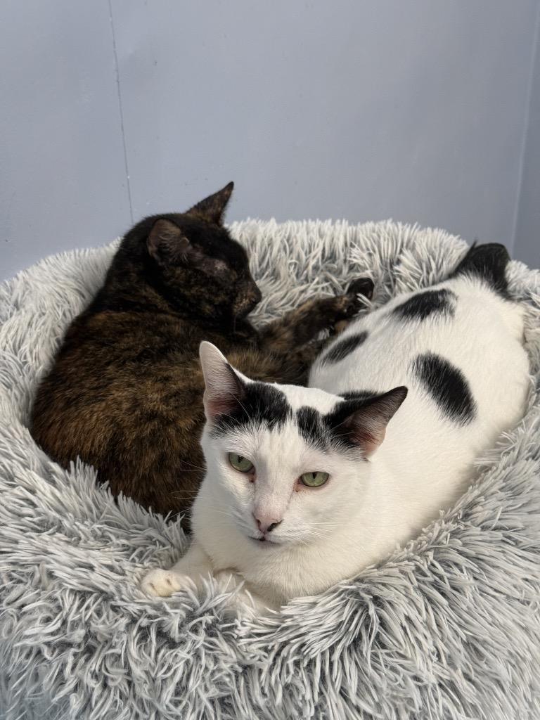 Mouse, Adoptable, Senior Male Domestic Short Hair.