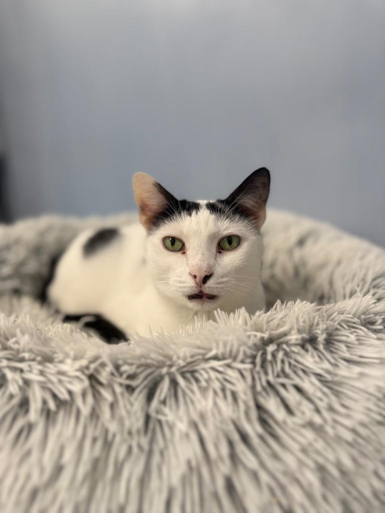 Mouse — thumbnail 4