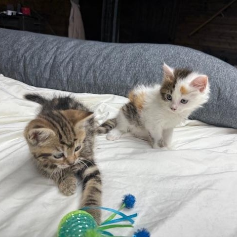 Kiwi & Reese, an adopted mixed breed in Newark, NJ image 3/6