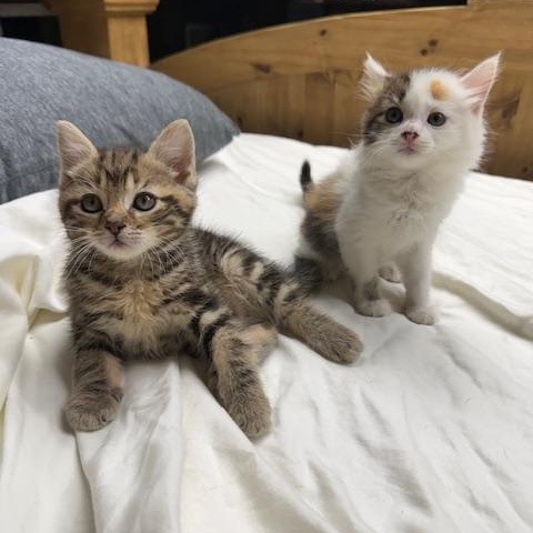 Kiwi & Reese, an adopted mixed breed in Newark, NJ image 2/6