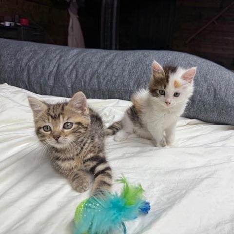 Kiwi & Reese, an adopted mixed breed in Newark, NJ image 6/6