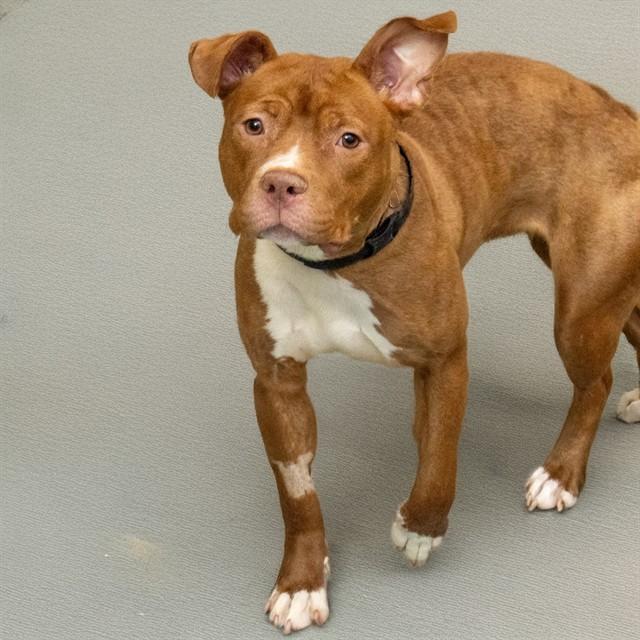 PEANUT, Adoptable, Young Female Pit Bull Terrier.