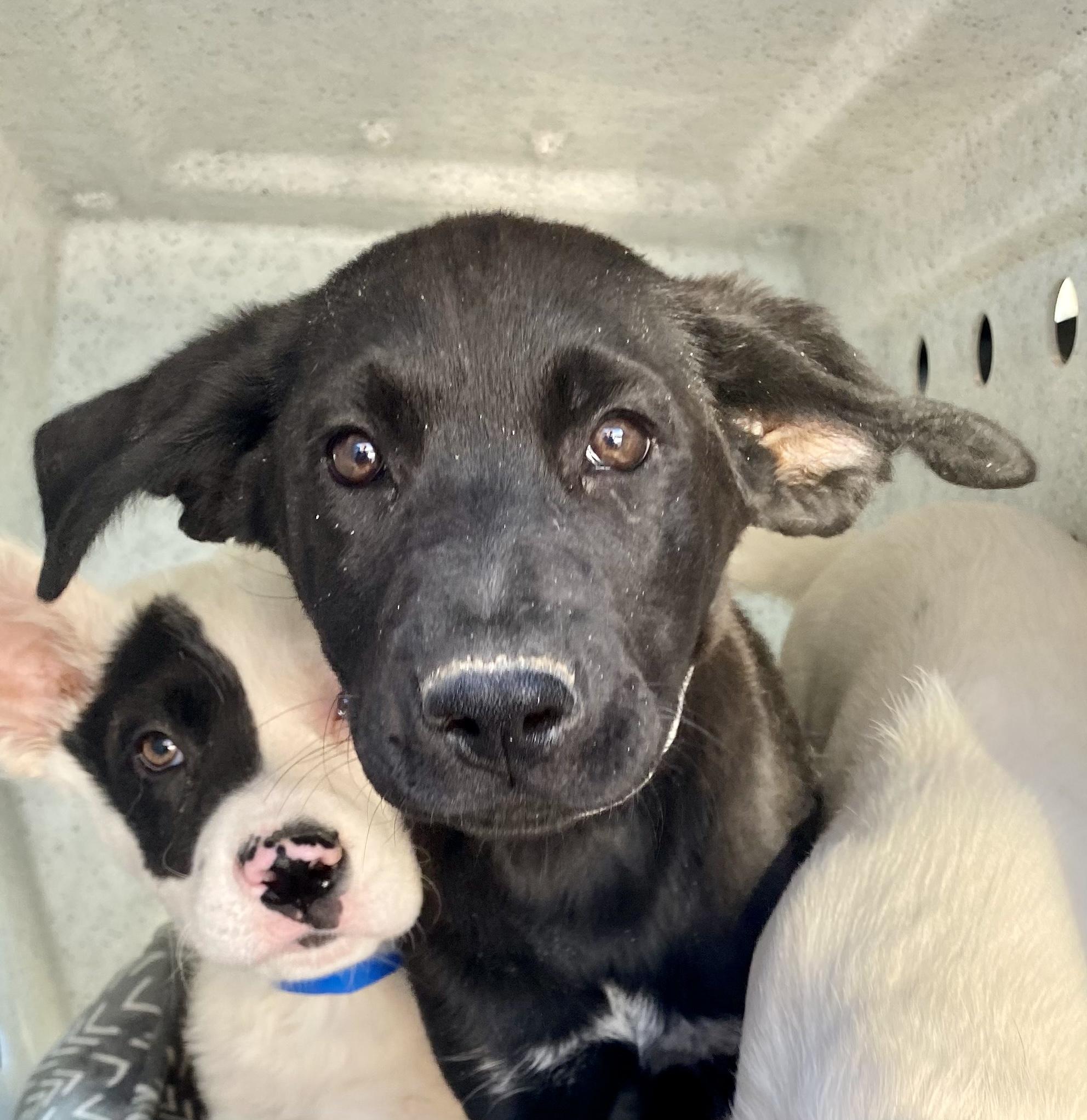 Monica, Adopted, Adult Female German Shepherd Dog.