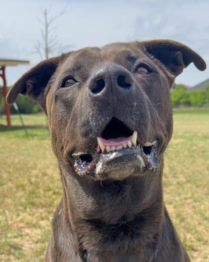 Moon, Adoptable, Adult Male Mixed Breed & Mixed Breed.