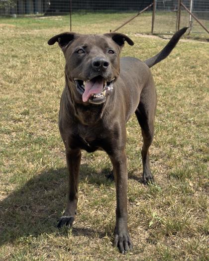 Enlarge Moon, a Adoptable Mixed Breed in Leander, TX image 2/3