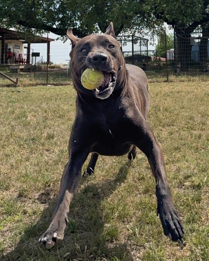Enlarge Moon, a Adoptable Mixed Breed in Leander, TX image 3/3