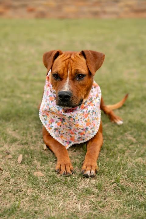Enlarge Brownie, a ADOPTABLE mixed breed in Wichita Falls, TX image 1/4