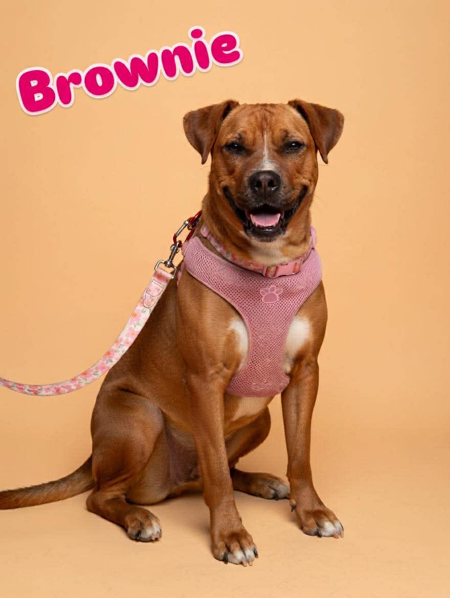 Enlarge Brownie, a ADOPTABLE mixed breed in Wichita Falls, TX image 1/3