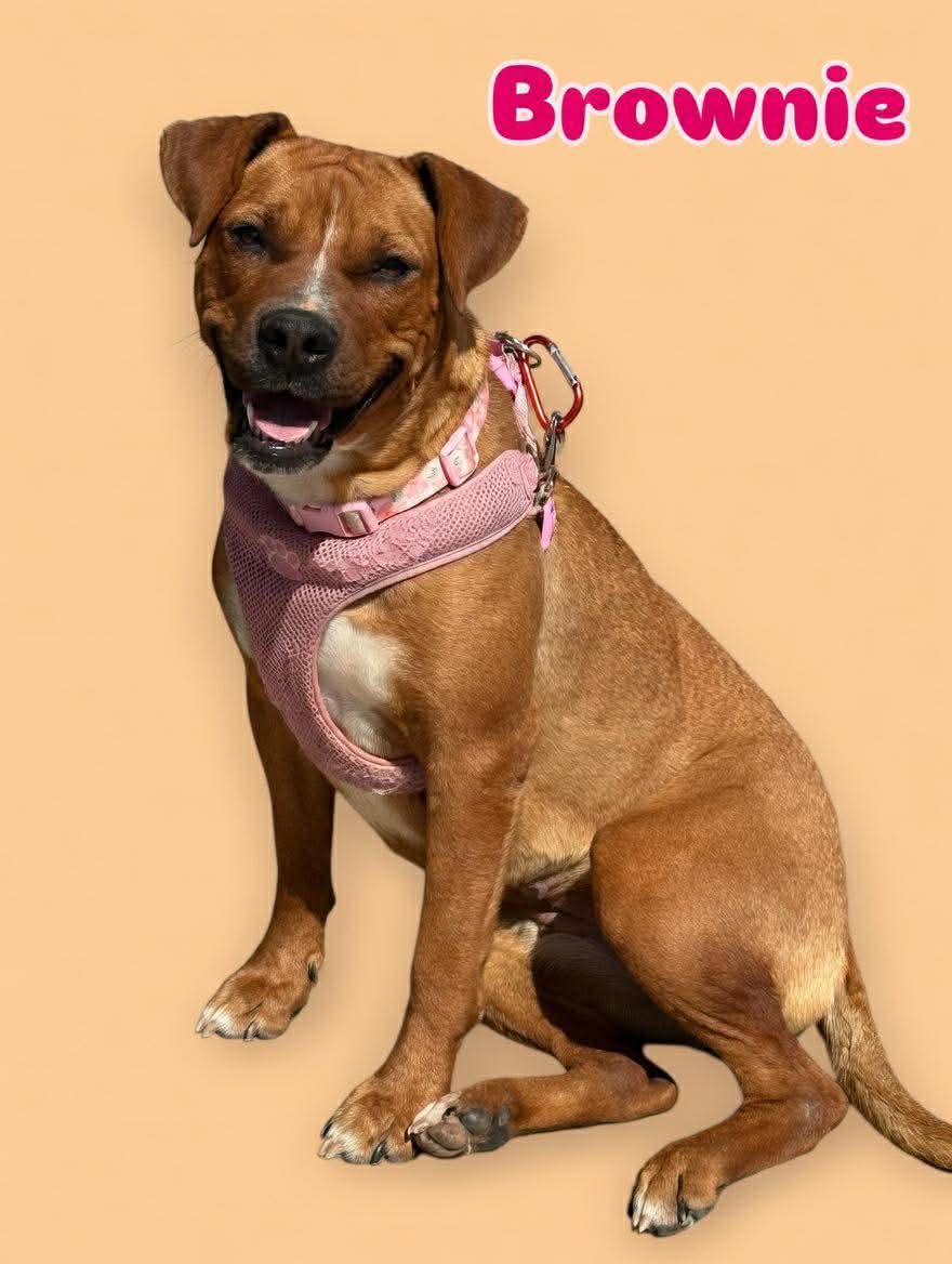 Enlarge Brownie, a ADOPTABLE mixed breed in Wichita Falls, TX image 2/3