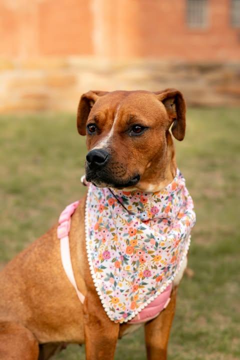Enlarge Brownie, a ADOPTABLE mixed breed in Wichita Falls, TX image 2/4