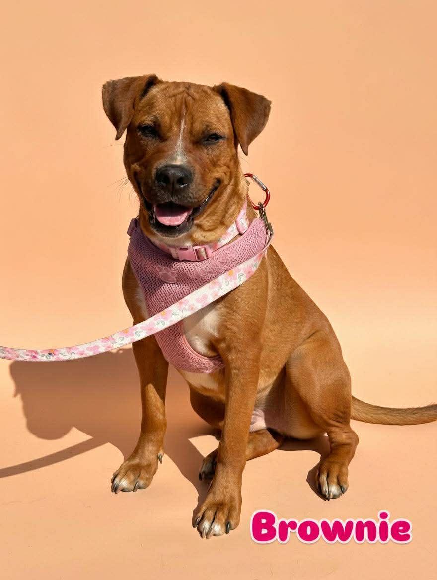 Enlarge Brownie, a ADOPTABLE mixed breed in Wichita Falls, TX image 3/3
