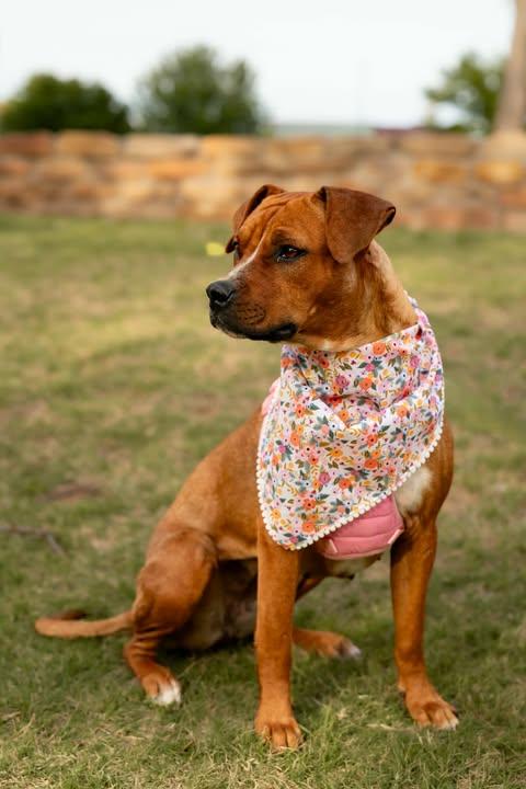 Enlarge Brownie, a ADOPTABLE mixed breed in Wichita Falls, TX image 3/4