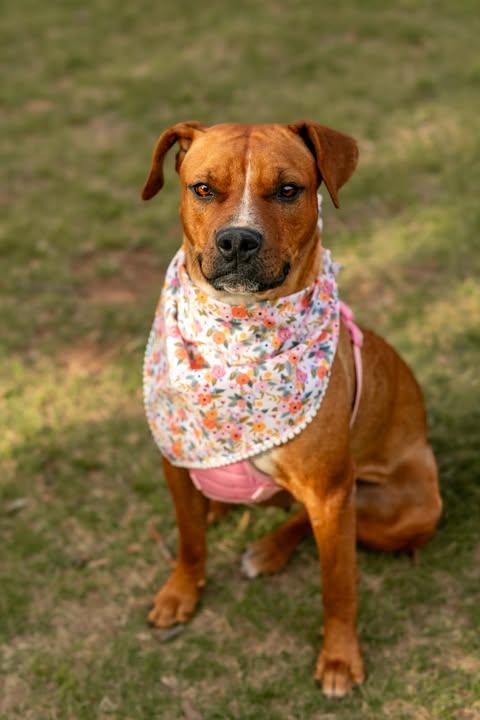 Enlarge Brownie, a ADOPTABLE mixed breed in Wichita Falls, TX image 4/4