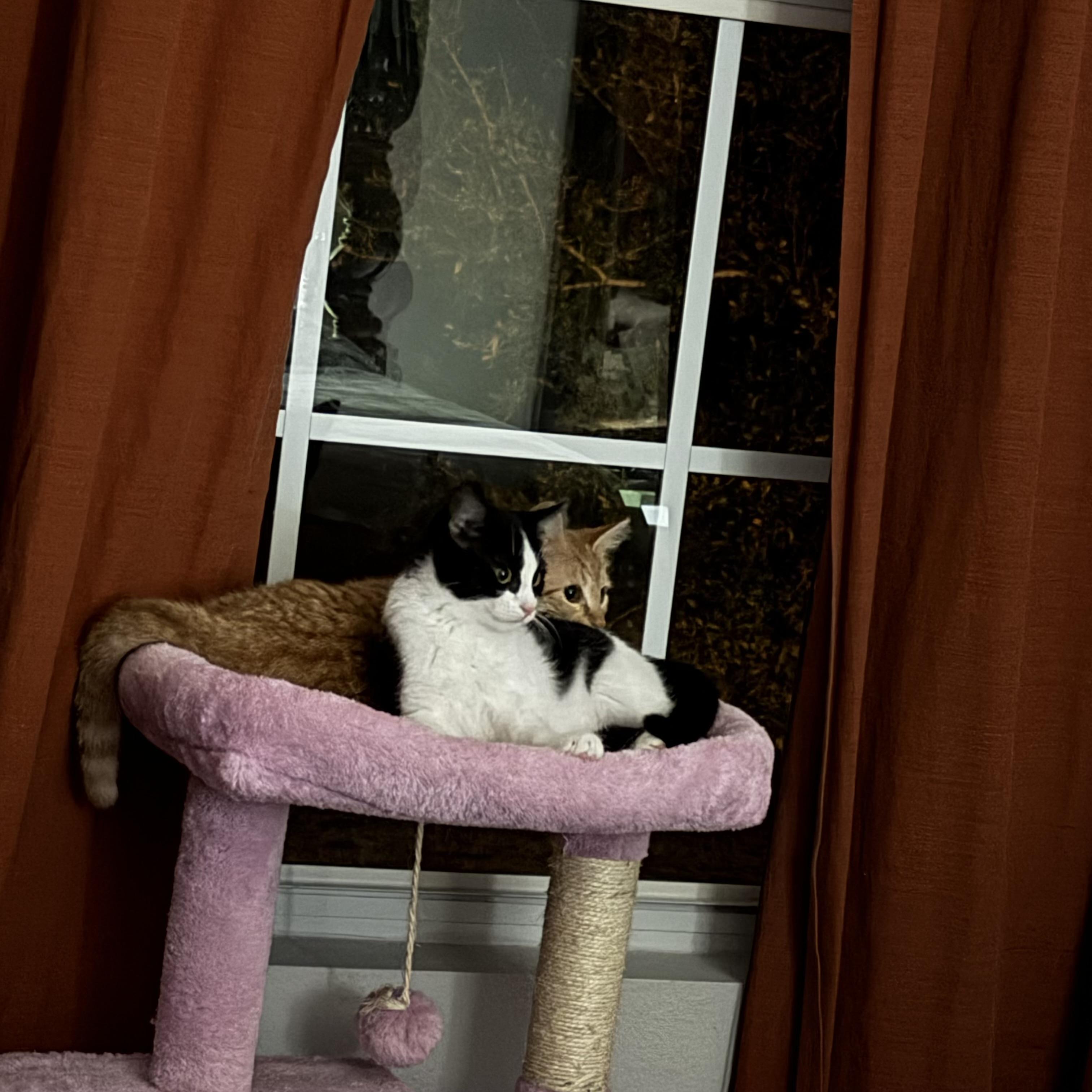 Enlarge O'Malley, a Adoptable Domestic Short Hair in Tampa, FL image 4/6